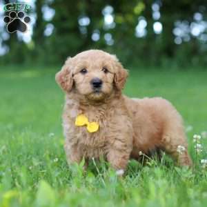 Bentley, Goldendoodle Puppy